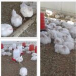 WhatsApp Image 2025-12-20 at 12.48.12 PM (2)