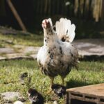 pexels-marcelo-moreira-988124-2125030